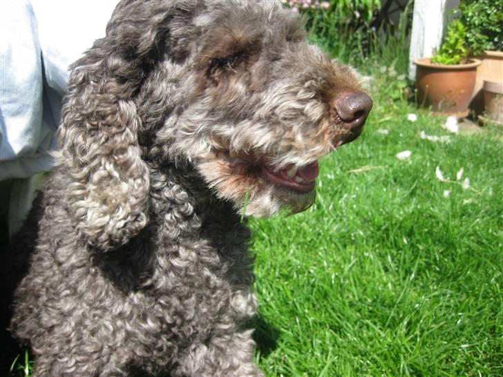 Mellempuddel Mille - glad på en sommer dag! billede 9