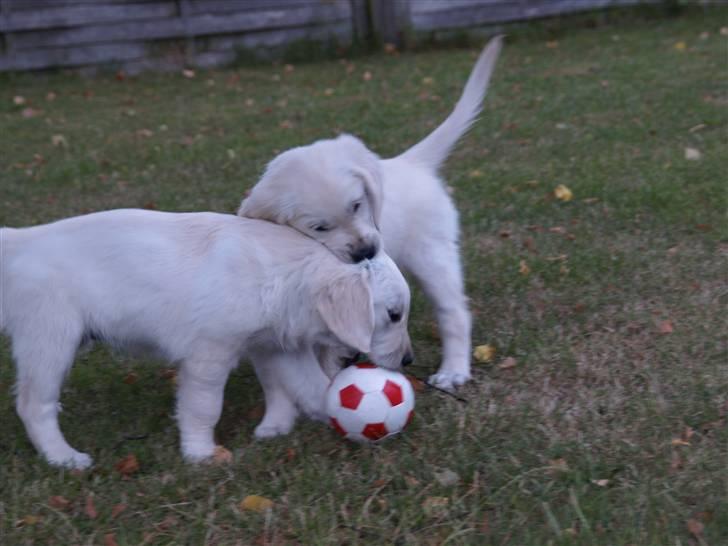 Golden retriever Coco - Godt at lege i haven med søster billede 1
