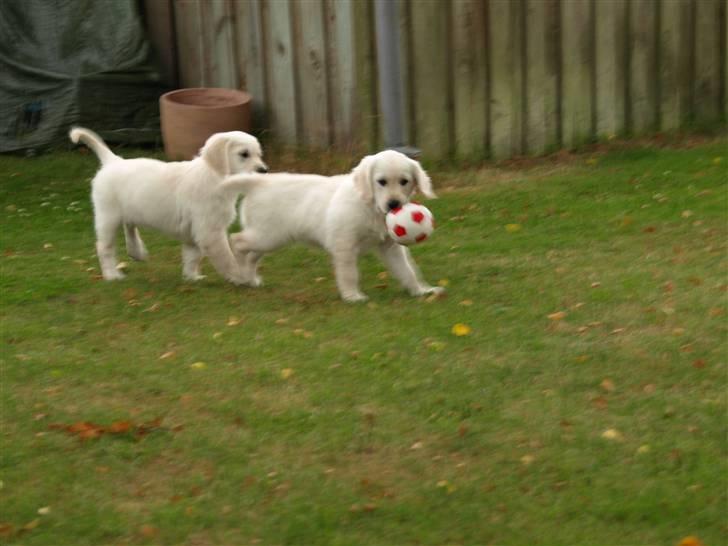 Golden retriever Coco - Indviger haven med lege :-) billede 2