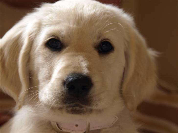 Golden retriever Coco - Coco billede 3