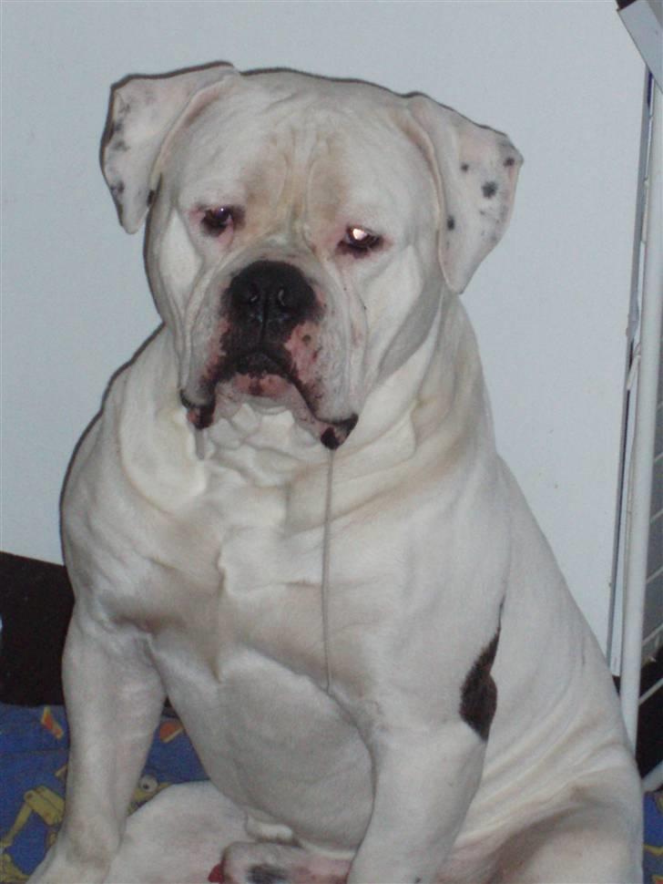 Amerikansk bulldog Donut R.I.P - Savle dreng billede 1