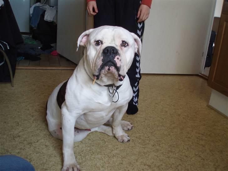 Amerikansk bulldog Donut R.I.P billede 2