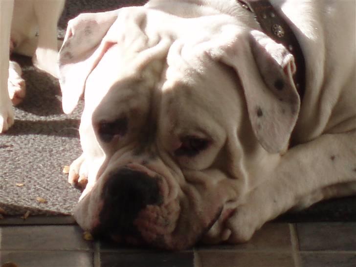 Amerikansk bulldog Donut R.I.P billede 3