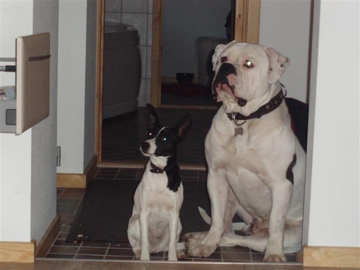 Amerikansk bulldog Donut R.I.P billede 4