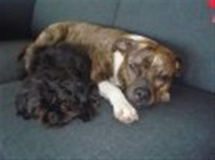 Amerikansk staffordshire terrier Bente - Bente med hendes lille baby Skatty billede 17