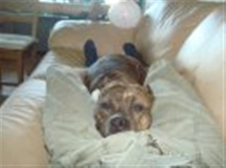 Amerikansk staffordshire terrier Bente - Bente putter med sin "bonus far" billede 18