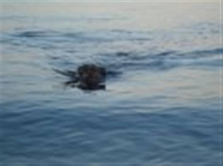 Amerikansk staffordshire terrier Bente - Bente svømmer ;o) billede 19