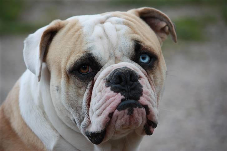 Amerikansk bulldog ABO´s King Joey billede 1