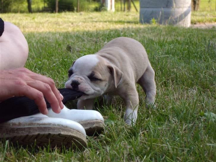 Amerikansk bulldog ABO´s King Joey billede 2