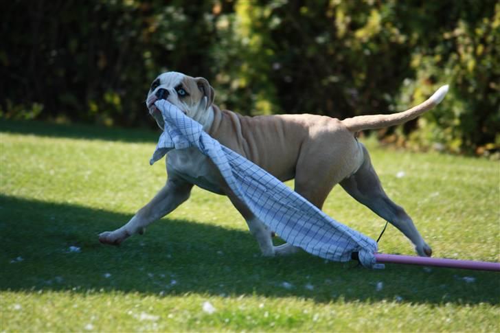 Amerikansk bulldog ABO´s King Joey billede 3