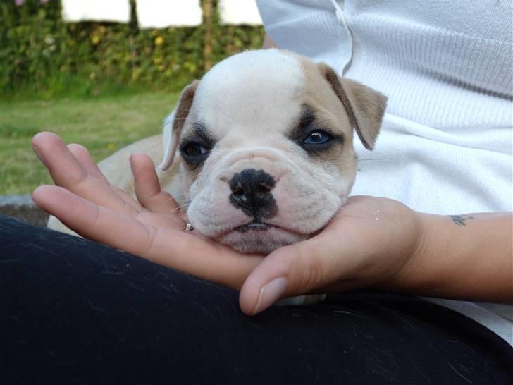 Amerikansk bulldog ABO´s King Joey billede 4