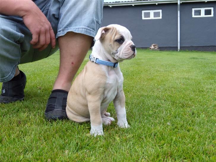 Amerikansk bulldog ABO´s King Joey - Første dag i mit nye hjem billede 5
