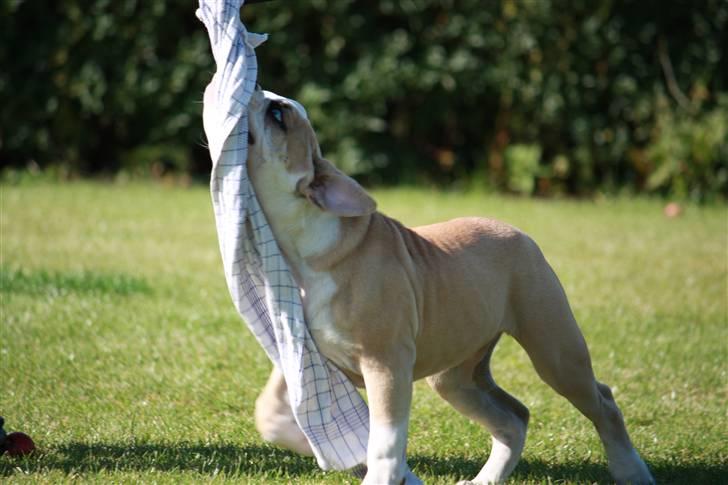 Amerikansk bulldog ABO´s King Joey billede 6