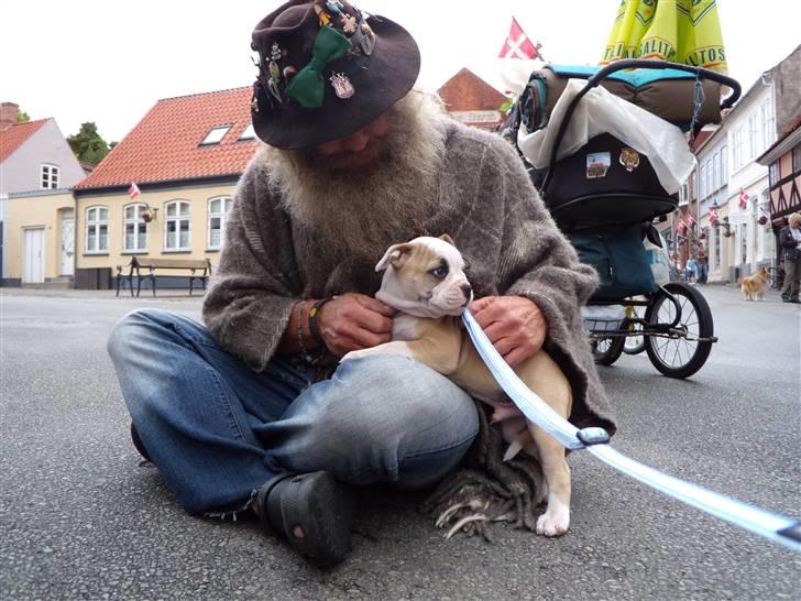 Amerikansk bulldog ABO´s King Joey - Skulle hilse på alle der ville snakke på min første gåtur billede 7