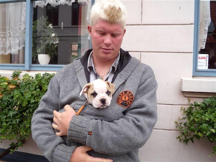 Amerikansk bulldog ABO´s King Joey - Men godt man kan få varmen hos sin far  billede 8