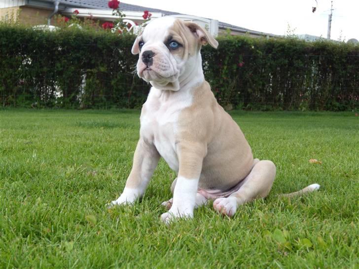 Amerikansk bulldog ABO´s King Joey billede 9