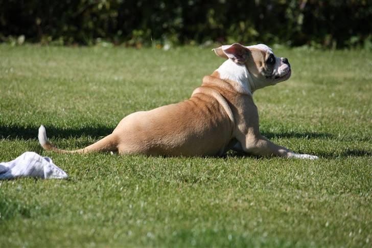 Amerikansk bulldog ABO´s King Joey billede 10