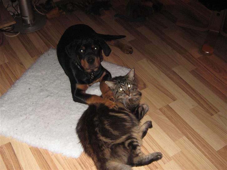 Rottweiler Rico<3 - vi rigtig gode venner.... billede 18