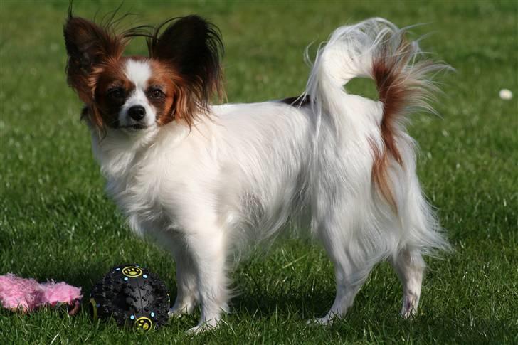 Papillon Azia billede 11
