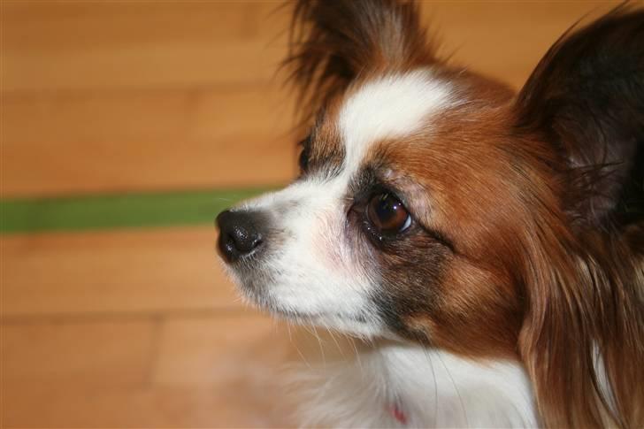 Papillon Azia billede 12