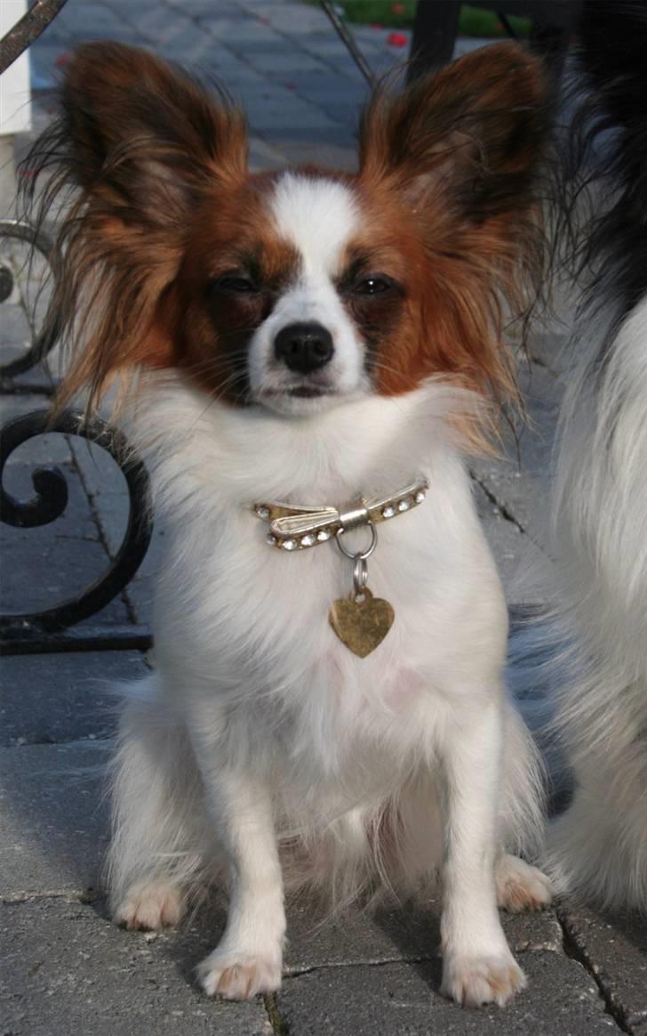 Papillon Azia billede 13