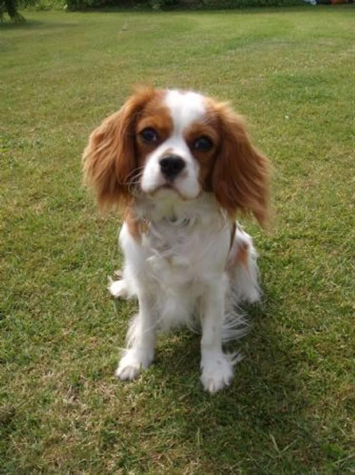 Cavalier king charles spaniel Salli billede 2