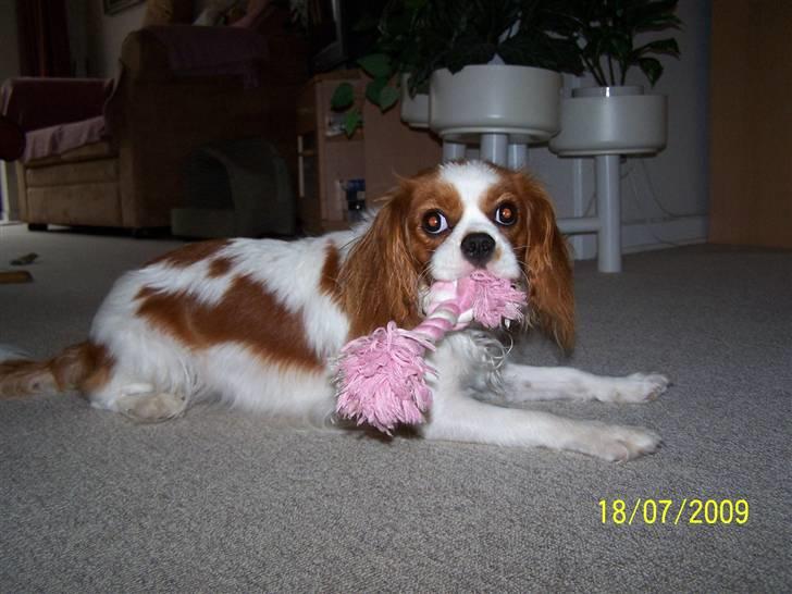 Cavalier king charles spaniel Salli billede 3
