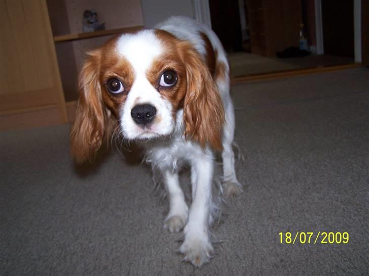 Cavalier king charles spaniel Salli billede 4