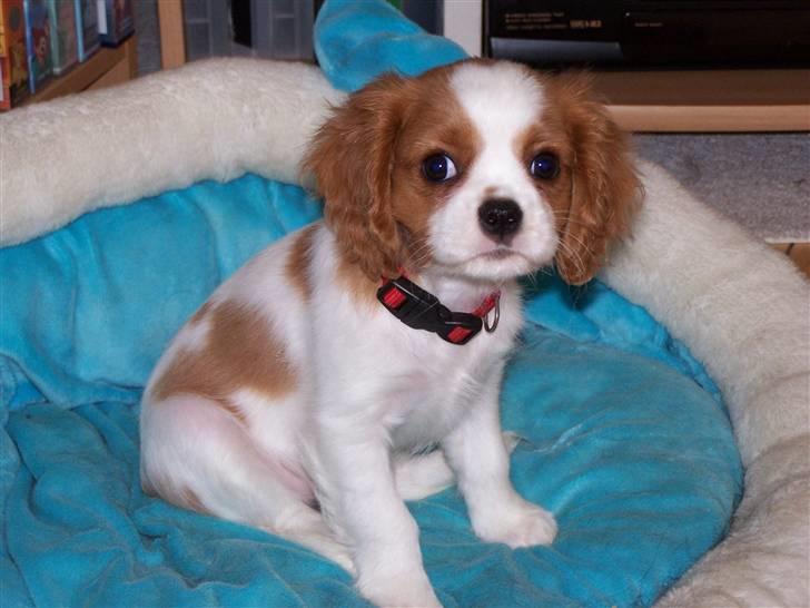 Cavalier king charles spaniel Salli billede 5