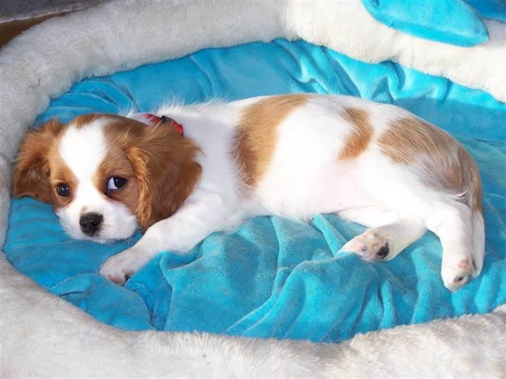Cavalier king charles spaniel Salli billede 6