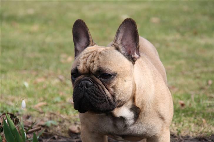 Fransk bulldog    Hakonis Christian Dior billede 5