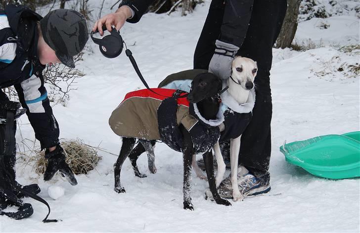 Whippet Liva - 01/01-2010 - Øv øv, skal vi allerede hjem :-/ billede 12