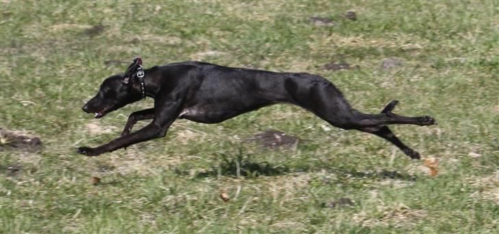Whippet Liva - 11/4-2010 billede 13