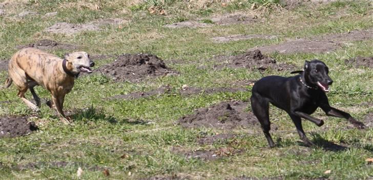 Whippet Liva - 11/4-2010 billede 14