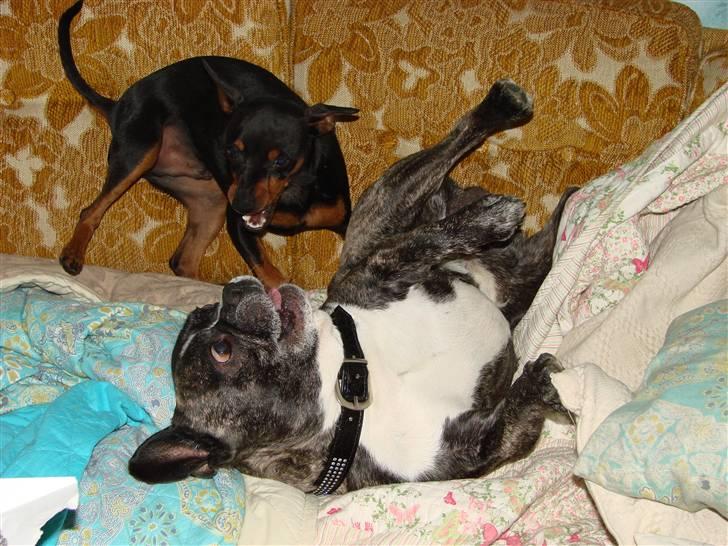 Dvaergpinscher Chung  billede 11