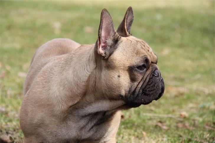 Fransk bulldog    Hakonis Christian Dior billede 6