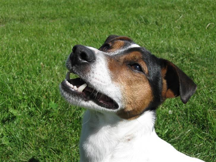 Jack russell terrier Milo billede 12