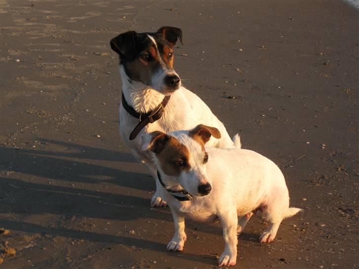 Jack russell terrier Milo - Milo og Cirkeline ved Løkken strand, forår 2009 billede 13
