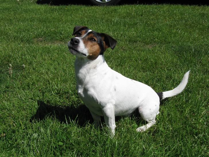 Jack russell terrier Milo billede 14