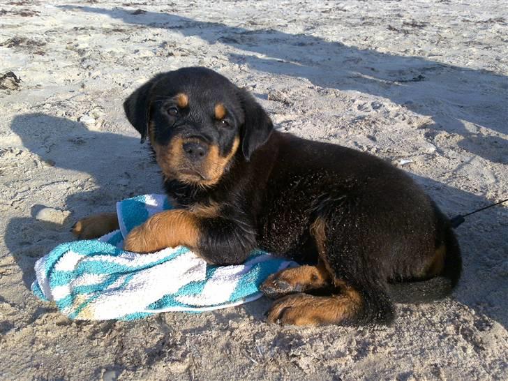Rottweiler Bailey - 8½ uge synes selv jeg er lidt sød. billede 1