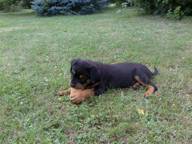 Rottweiler Bailey - Ja fuglene skal ikke ha brødet det er helt sikkert billede 2