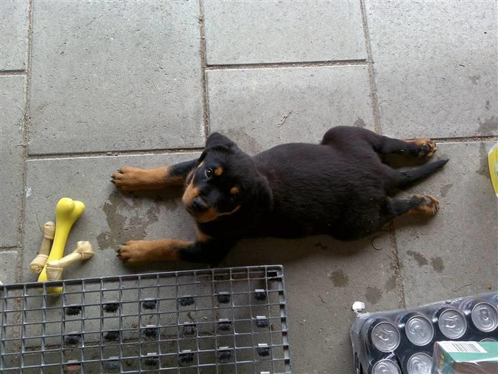 Rottweiler Bailey - Ved ikke helt hvad der sker her :- ) billede 3