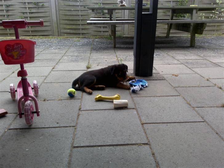Rottweiler Bailey - Mangler ikke noget billede 4