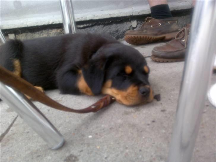 Rottweiler Bailey - Zzzzzz billede 5