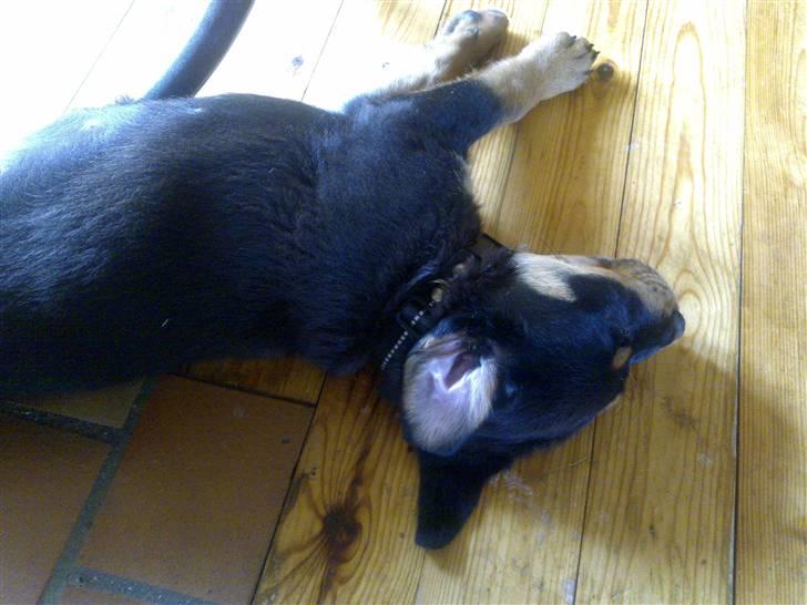 Rottweiler Bailey - Gaaaab billede 6