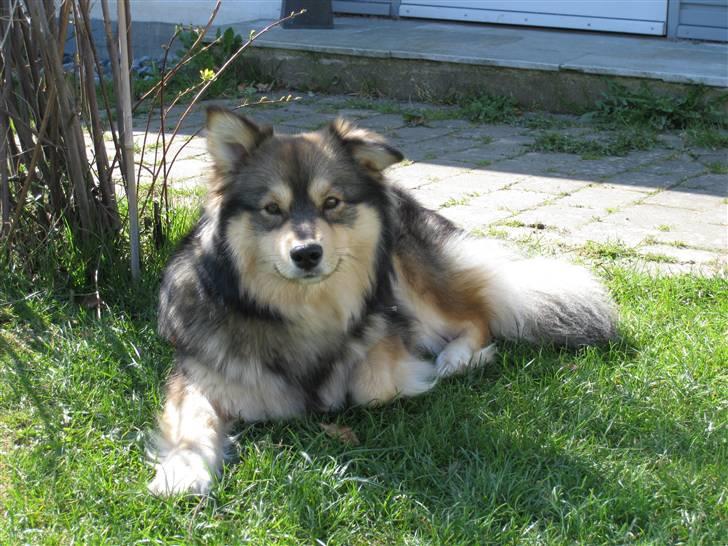 Finsk lapphund Chili billede 8