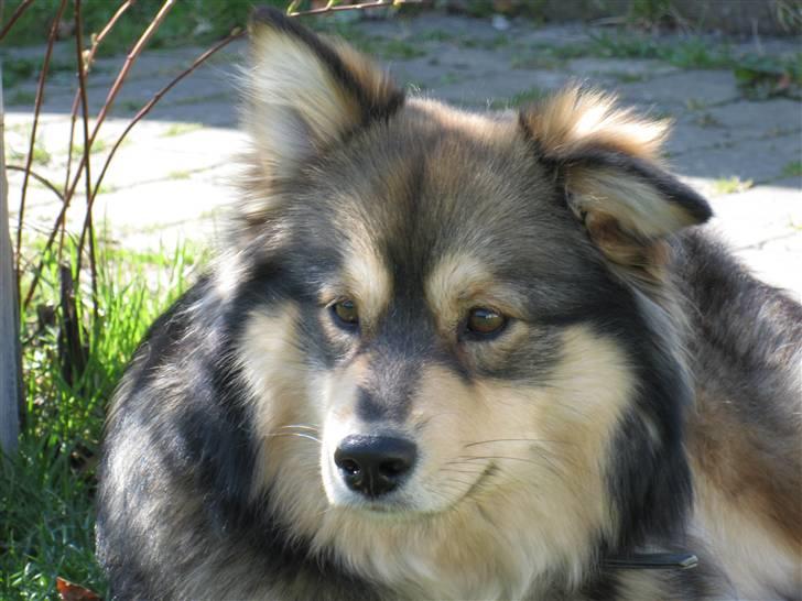 Finsk lapphund Chili billede 9