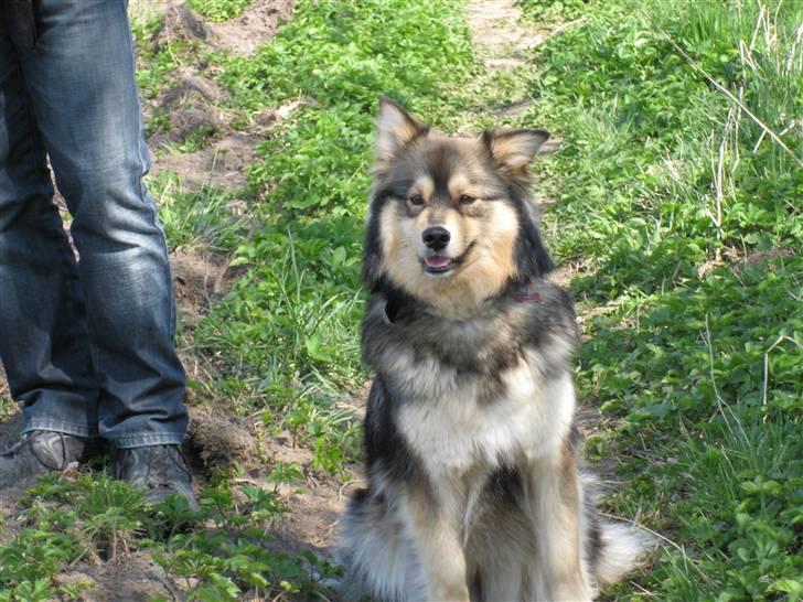Finsk lapphund Chili billede 10