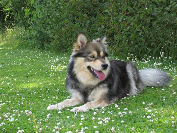 Finsk lapphund Chili billede 11