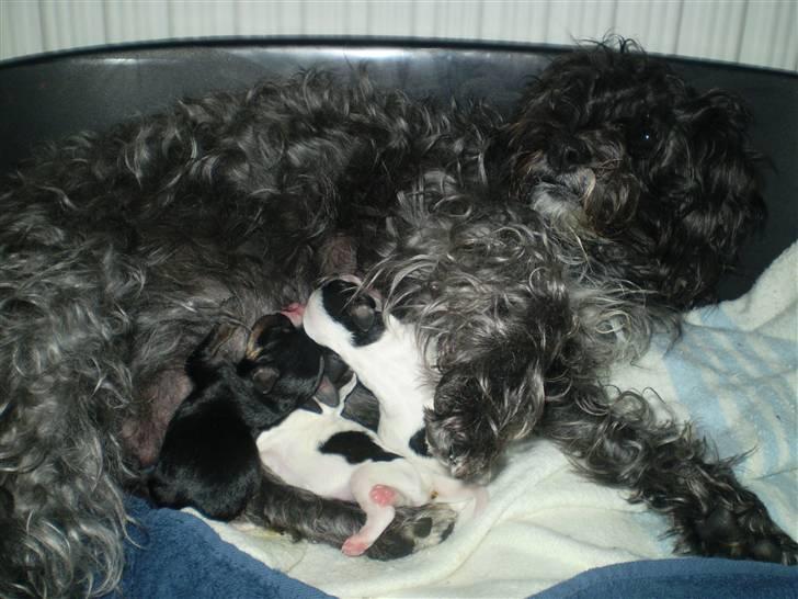 Blanding af racer ||Bølle<3 SOLGT|| billede 11